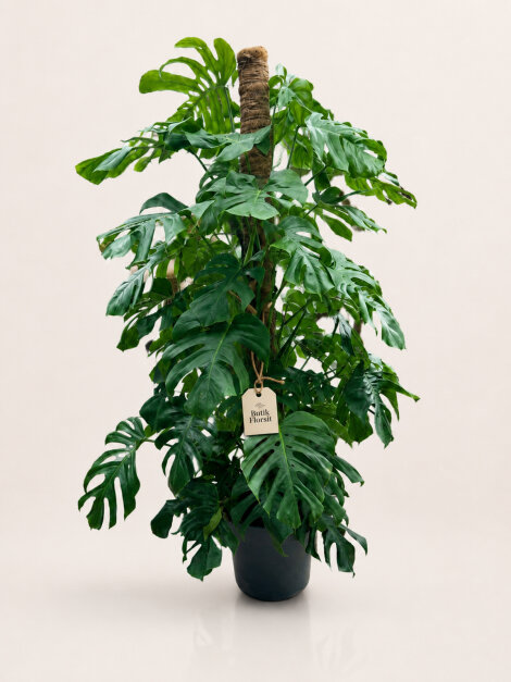 200 cm Monstera Deve Tabanı Saksı Bitkisi