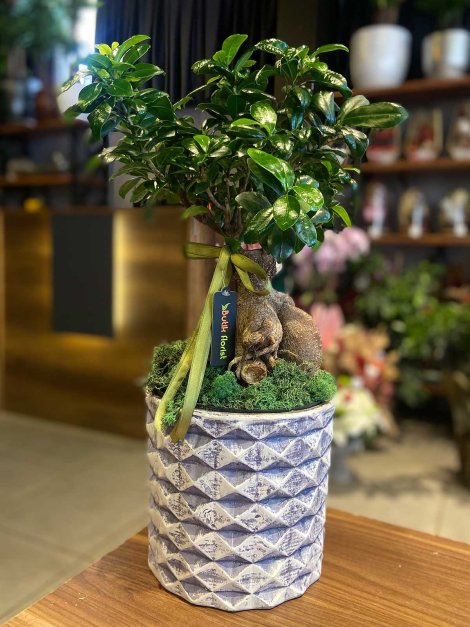 Bonsai