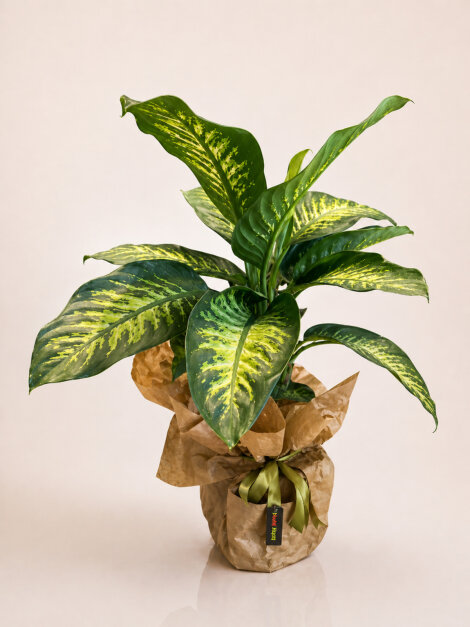 Buyuk boy diefenbachia