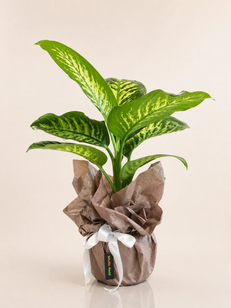 Dieffenbachia