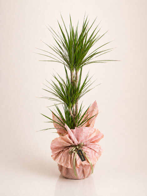 Dracaena-Marginata