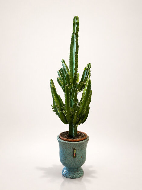 Euphorbia