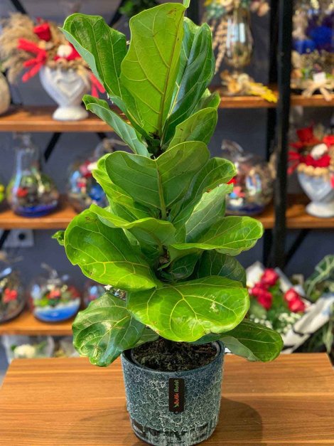 Ficus Lyrata
