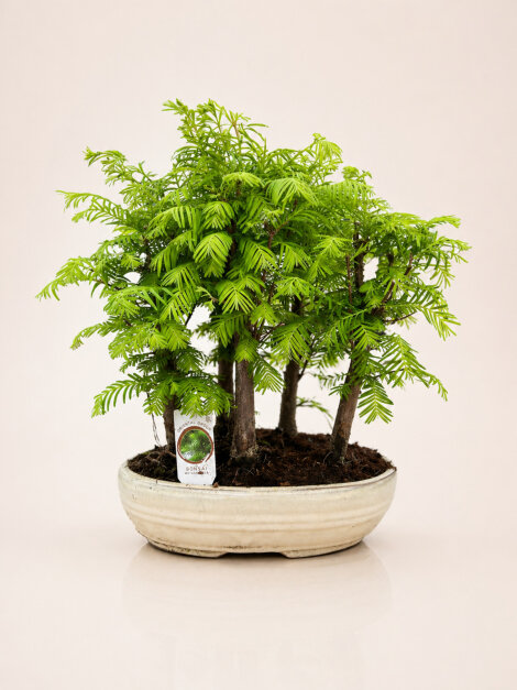 Metasekoya Bonsai Agaci
