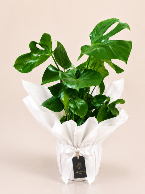 Monstera Deve Tabanı Saksı Bitkisi
