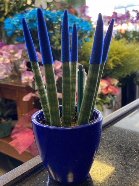 Sansevieria Mini Mavi