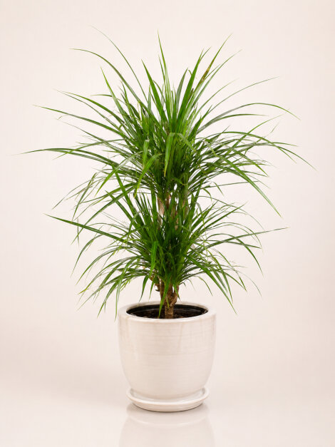 Seramikte 2'li Dracena Bitkisi