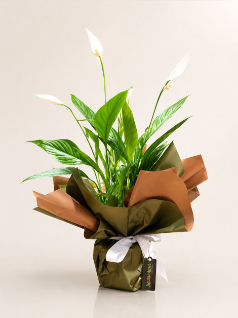 Spathiphyllum