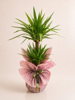 2 Köklü Yucca