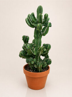 Büyük Sütun Kaktüs (Euphorbia Trigona)