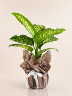 Dieffenbachia