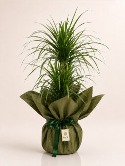 Drisine Marginata 2 'li