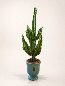 Euphorbia