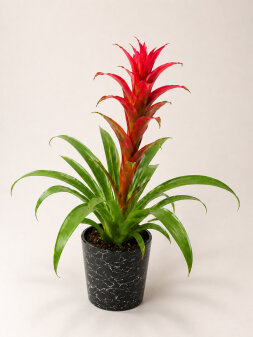 Guzmania