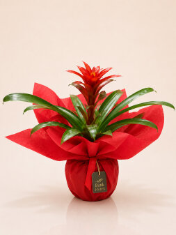 Guzmania bitkisi