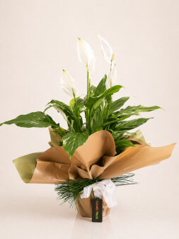 Ortaboy spathiphyllum