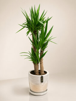 3'lü Yucca Bitkisi