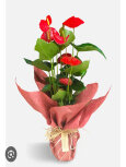 Görsel 3